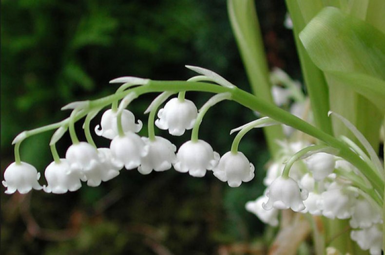 Ландыш Майский grandiflora